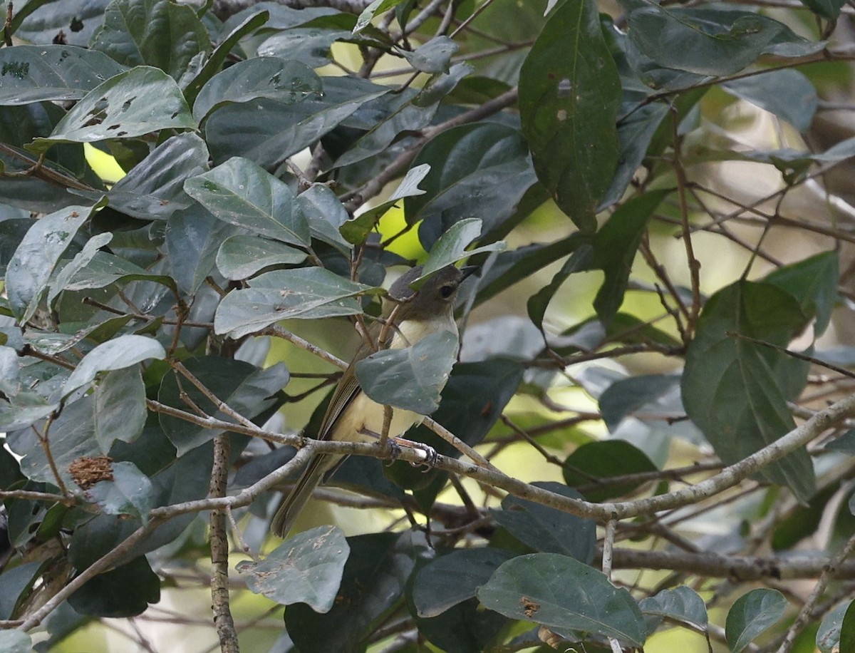 Large-billed Gerygone - ML622152899