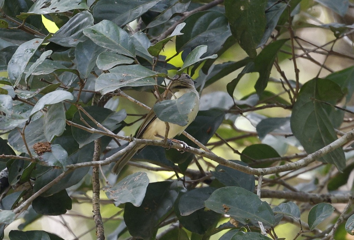 Large-billed Gerygone - ML622152900