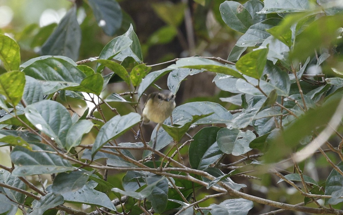 Large-billed Gerygone - ML622152901