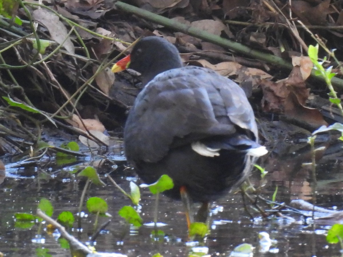 Dusky Moorhen - ML622152904