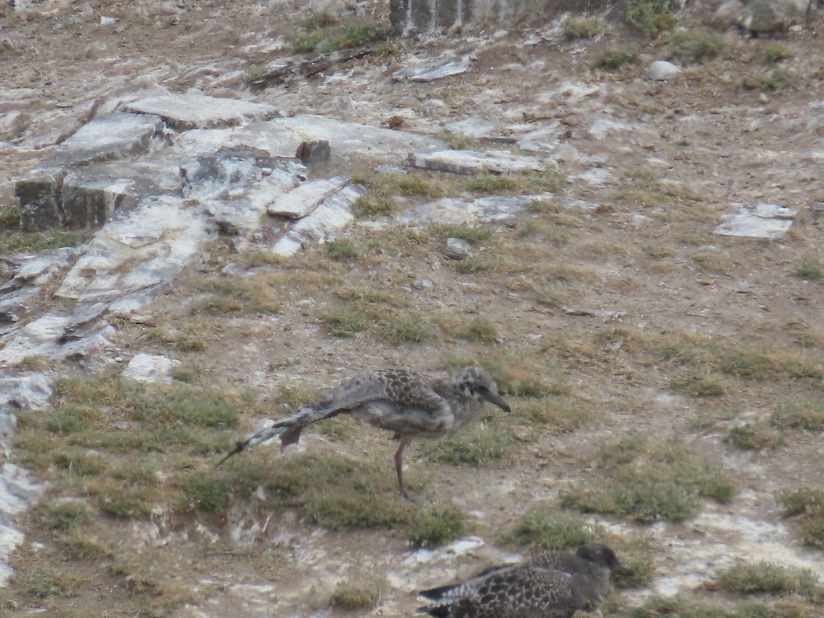 Western Gull - ML622152906