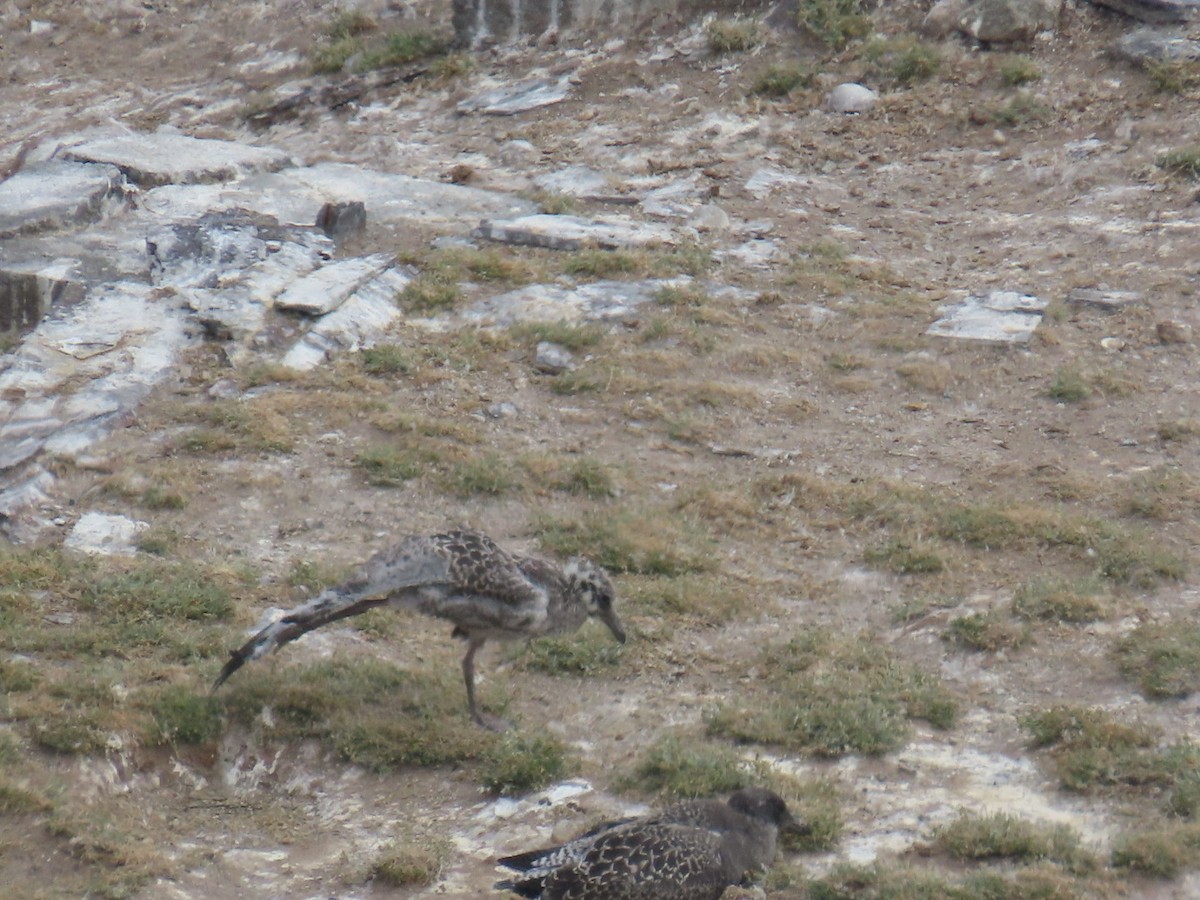 Western Gull - ML622152907