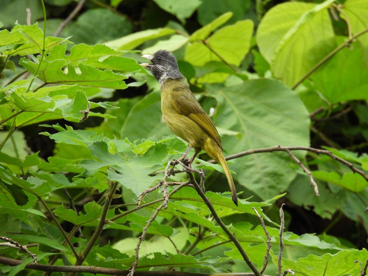 Collared Finchbill - ML622152909