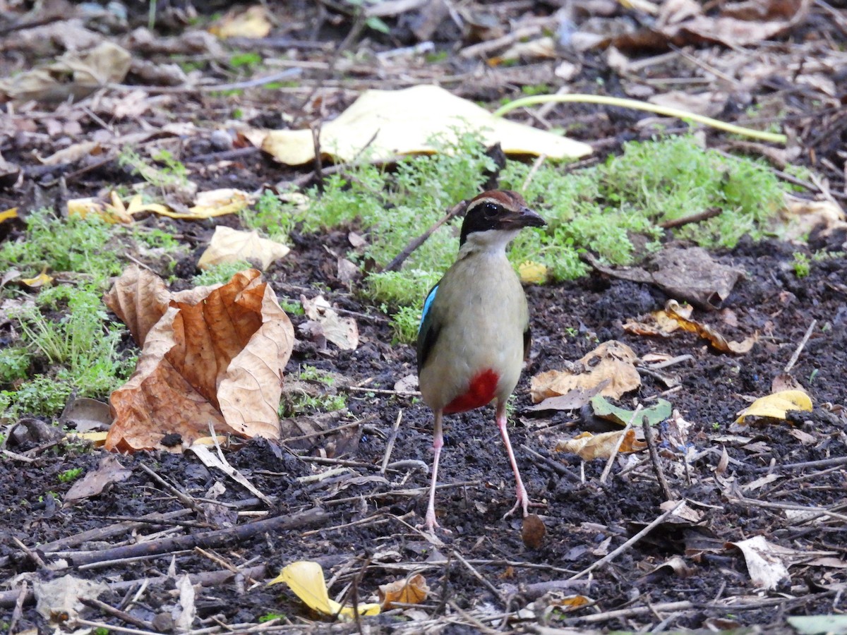 Fairy Pitta - 金木 鱸魚