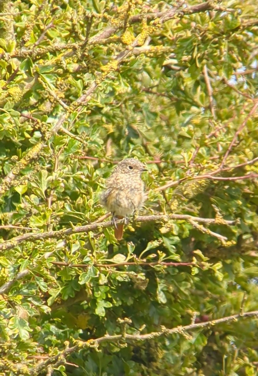 Common Redstart - Rob Stevenson