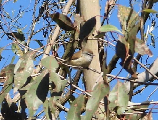 Brown Gerygone - Stephan Megroz