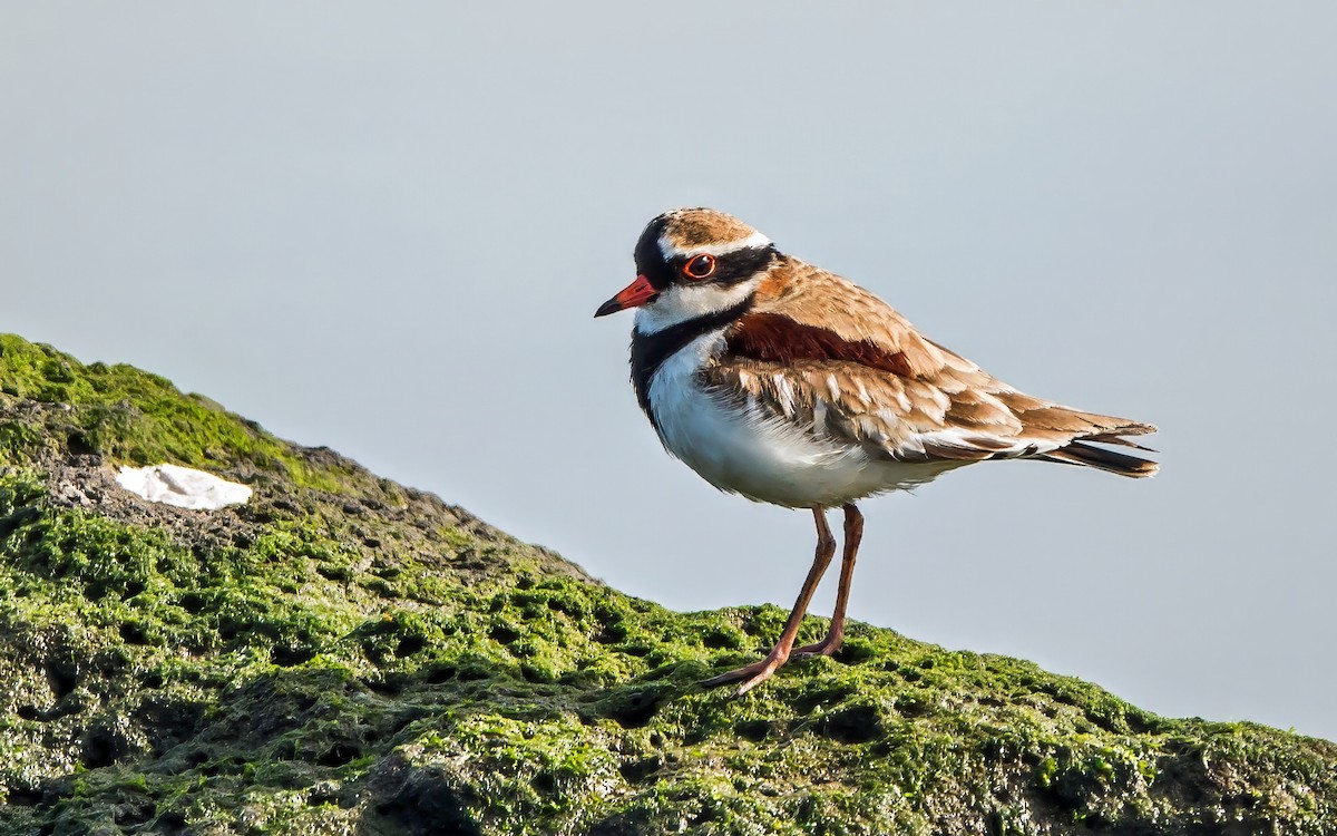 Black-fronted Dotterel - ML622152939