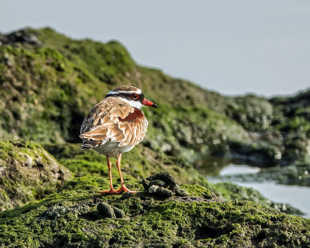 Black-fronted Dotterel - ML622152940