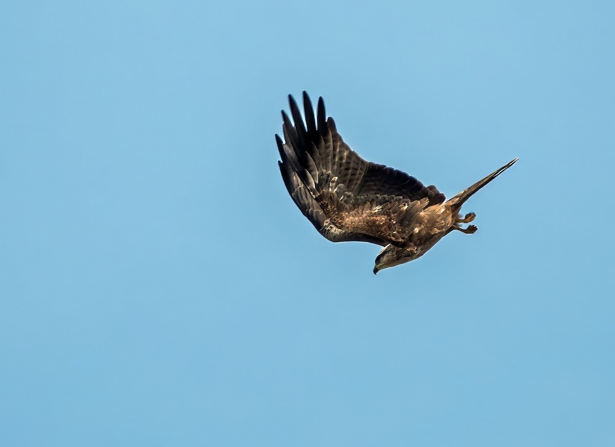 Black Kite - ML622152951