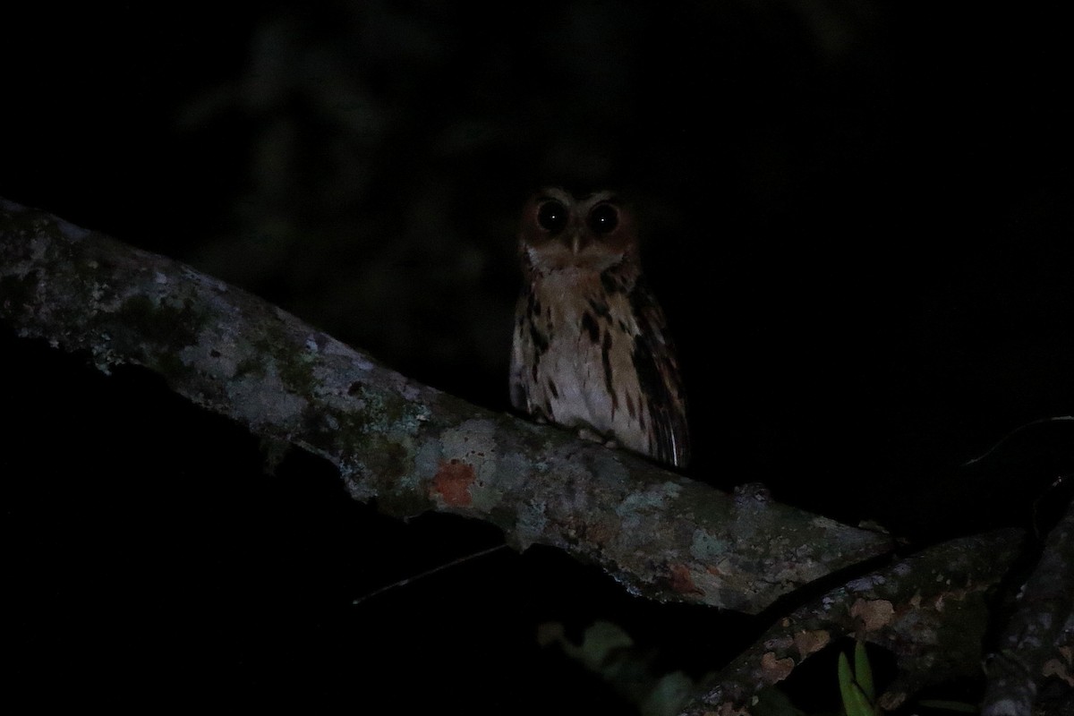 Giant Scops-Owl - ML622152958