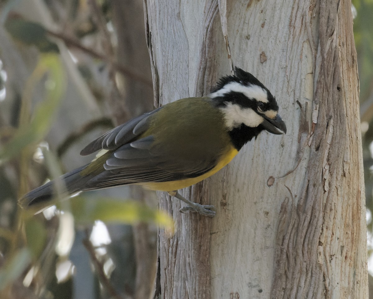 Eastern Shrike-tit - Peter Bennet