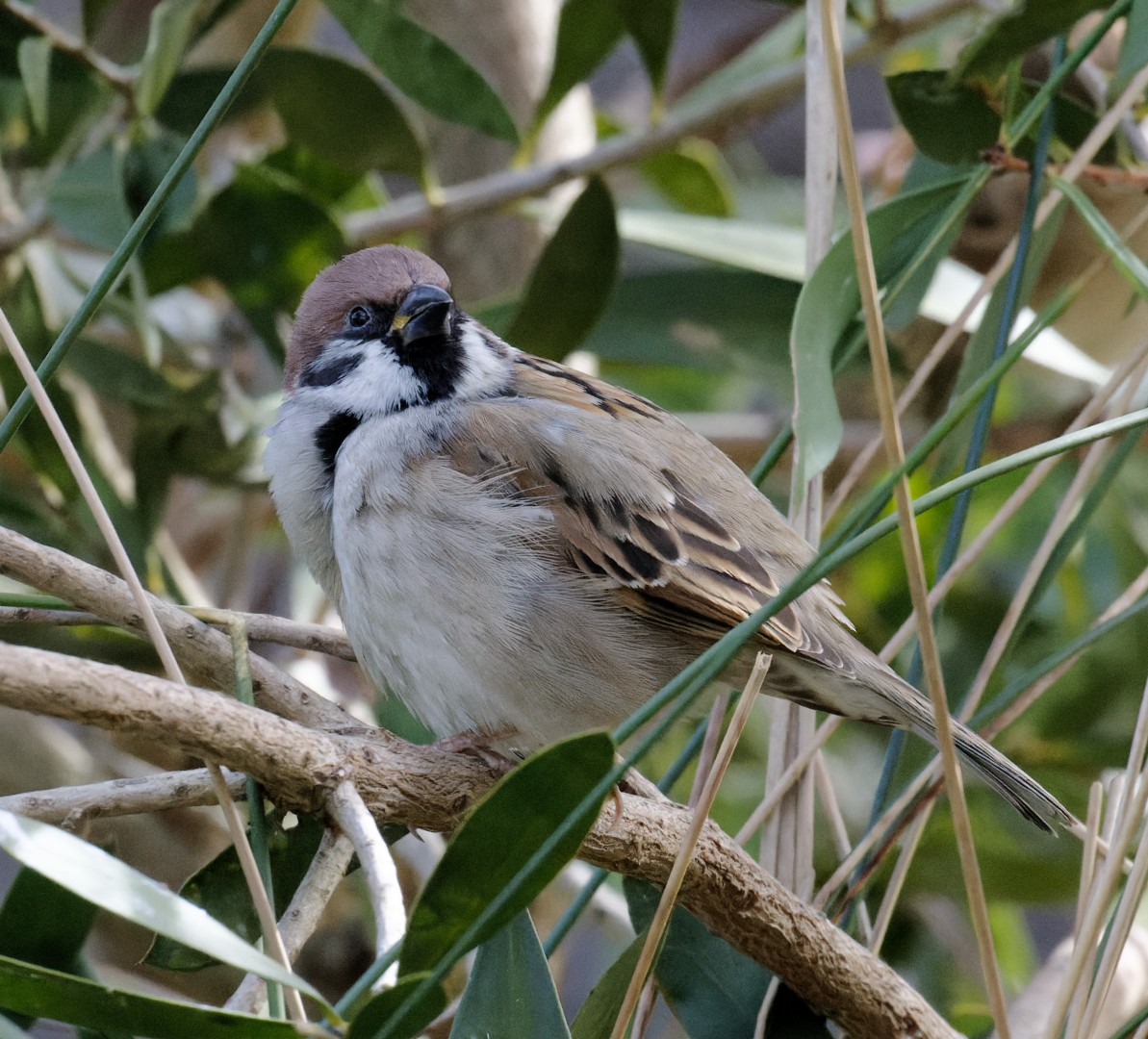 Eurasian Tree Sparrow - Peter Bennet