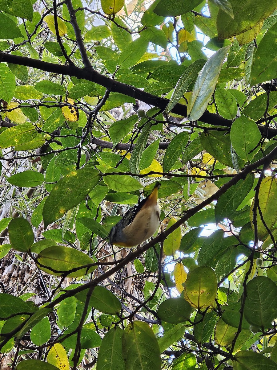 Fleckenpanthervogel - ML622153018