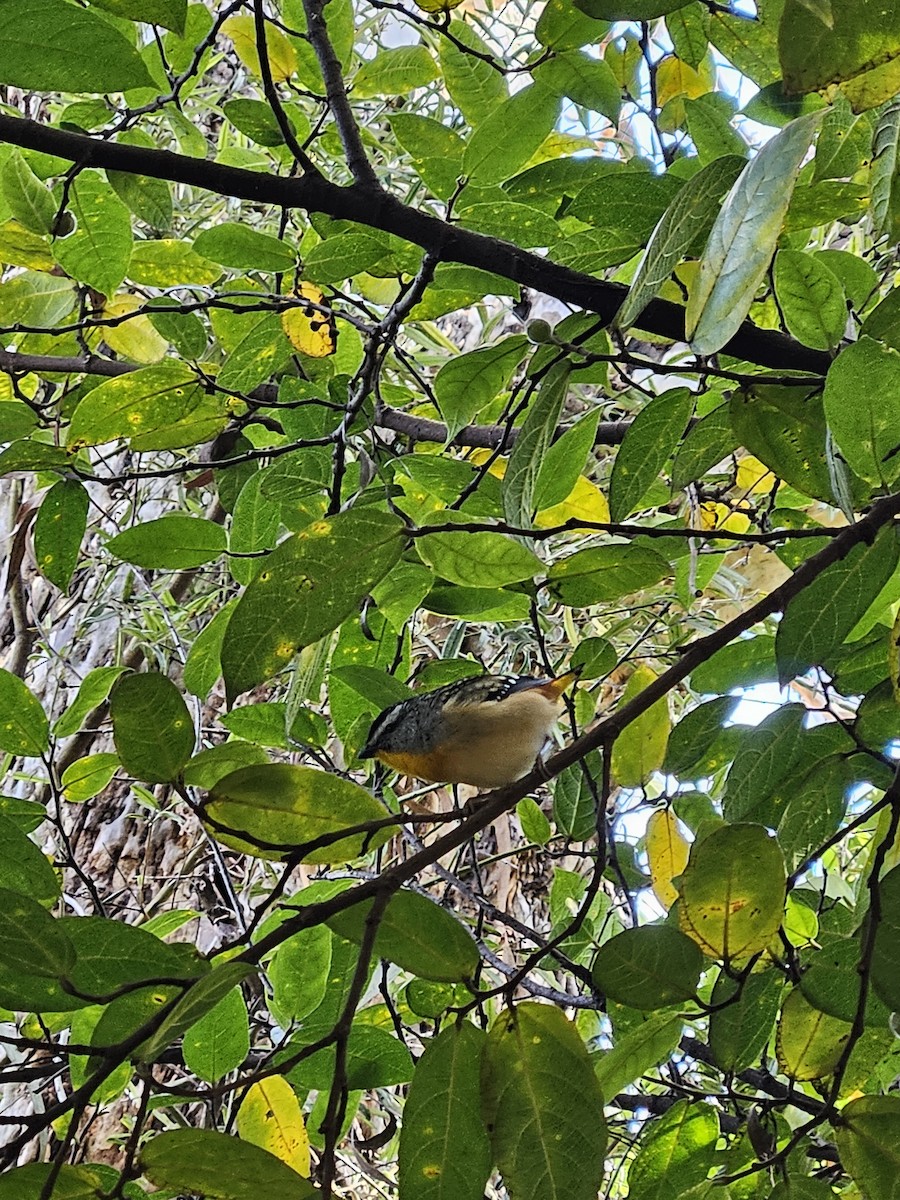 Fleckenpanthervogel - ML622153019