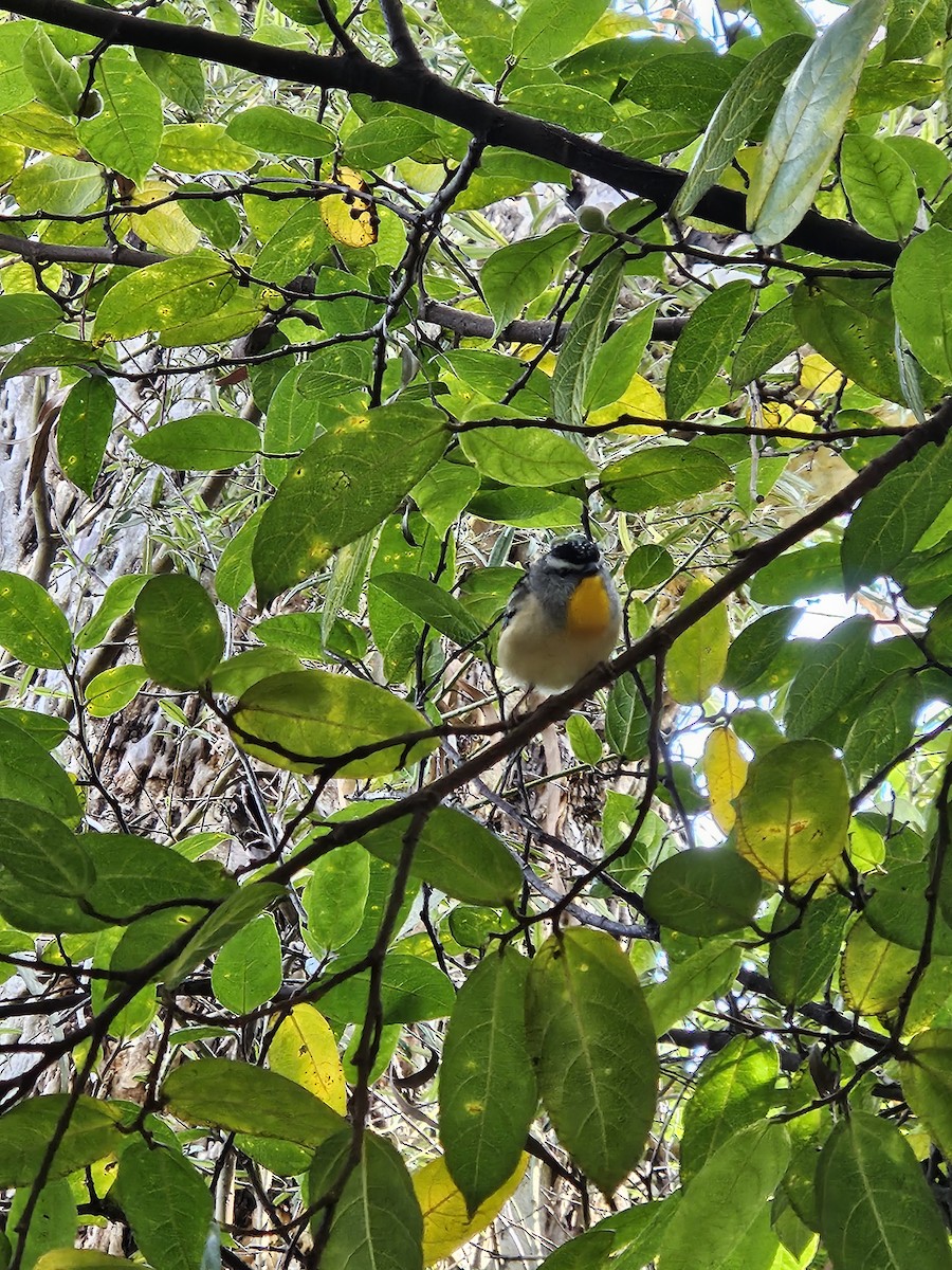 Fleckenpanthervogel - ML622153021