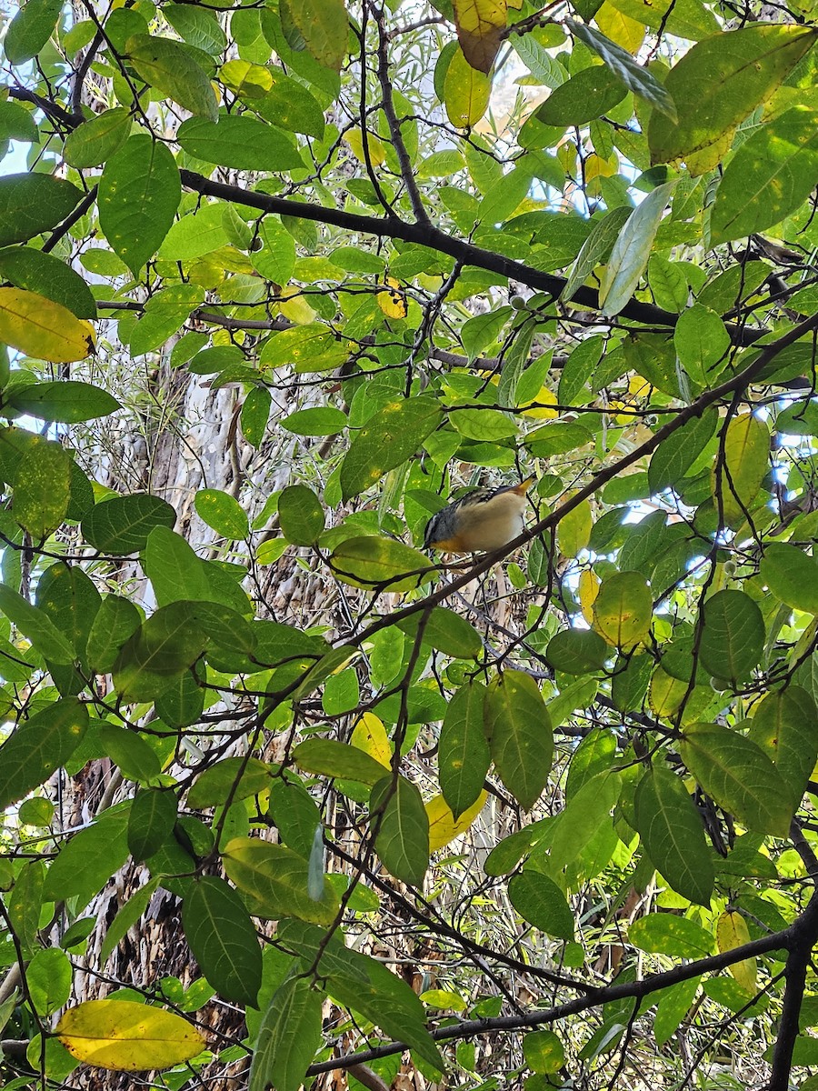 Fleckenpanthervogel - ML622153024