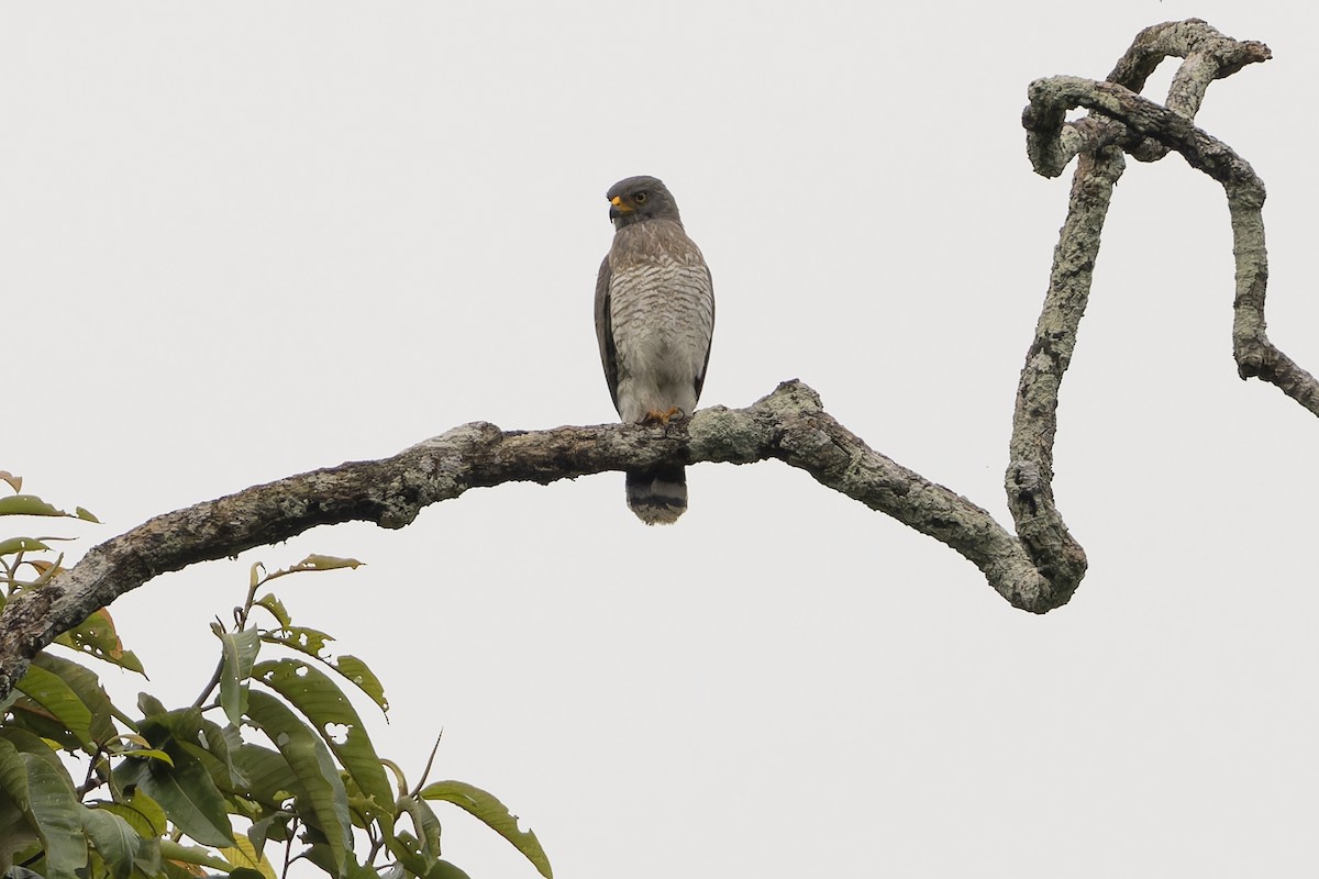 Roadside Hawk - ML622153038