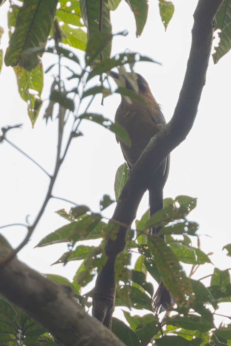 Amazonasmotmot - ML622153039