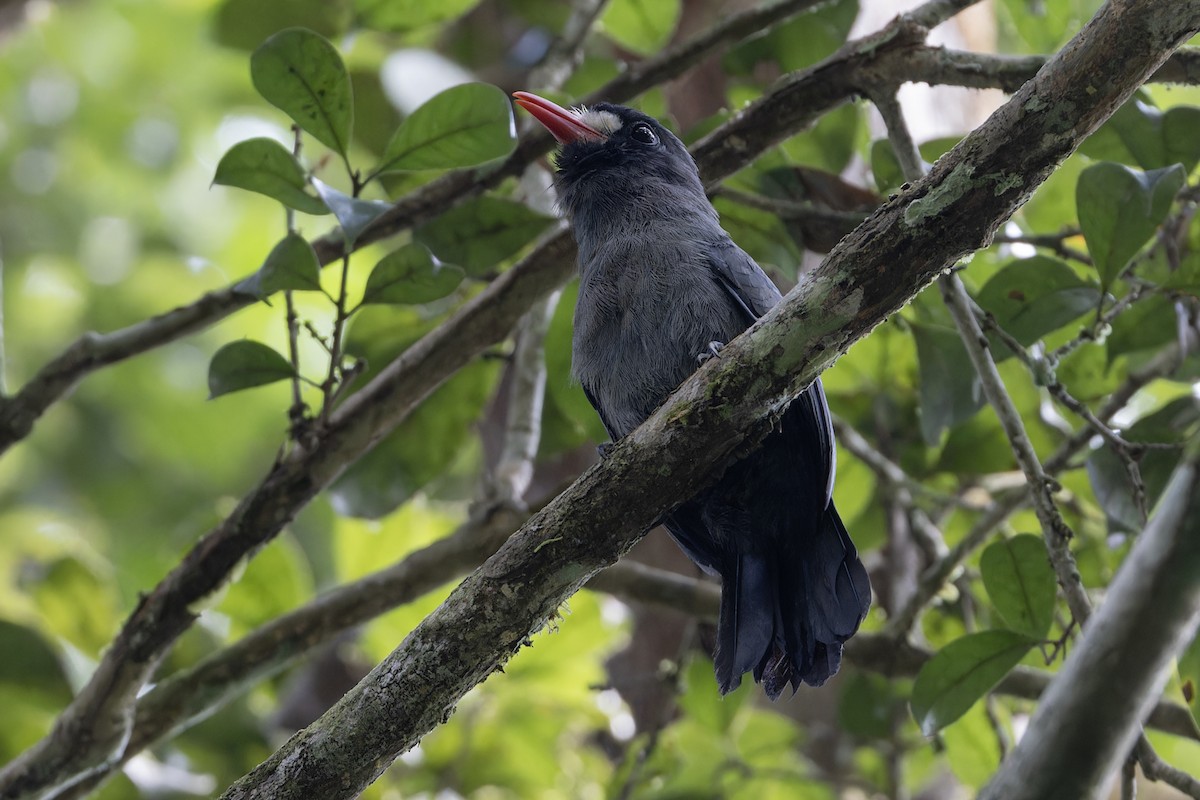 White-fronted Nunbird - ML622153040