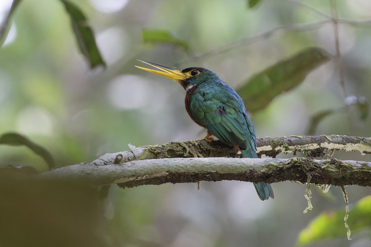 Yellow-billed Jacamar - ML622153041