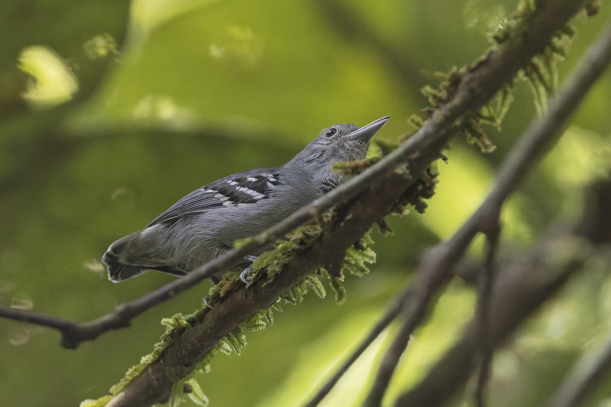 Gray Antwren - Michael Todd