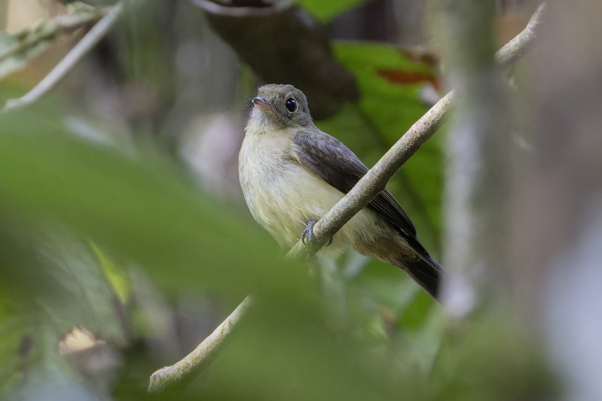 Black-tailed Flycatcher - Michael Todd