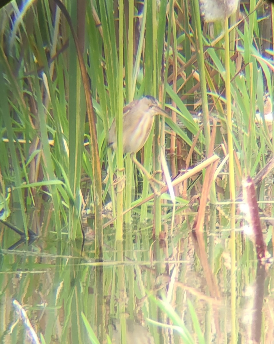 Yellow Bittern - Virat Rajat