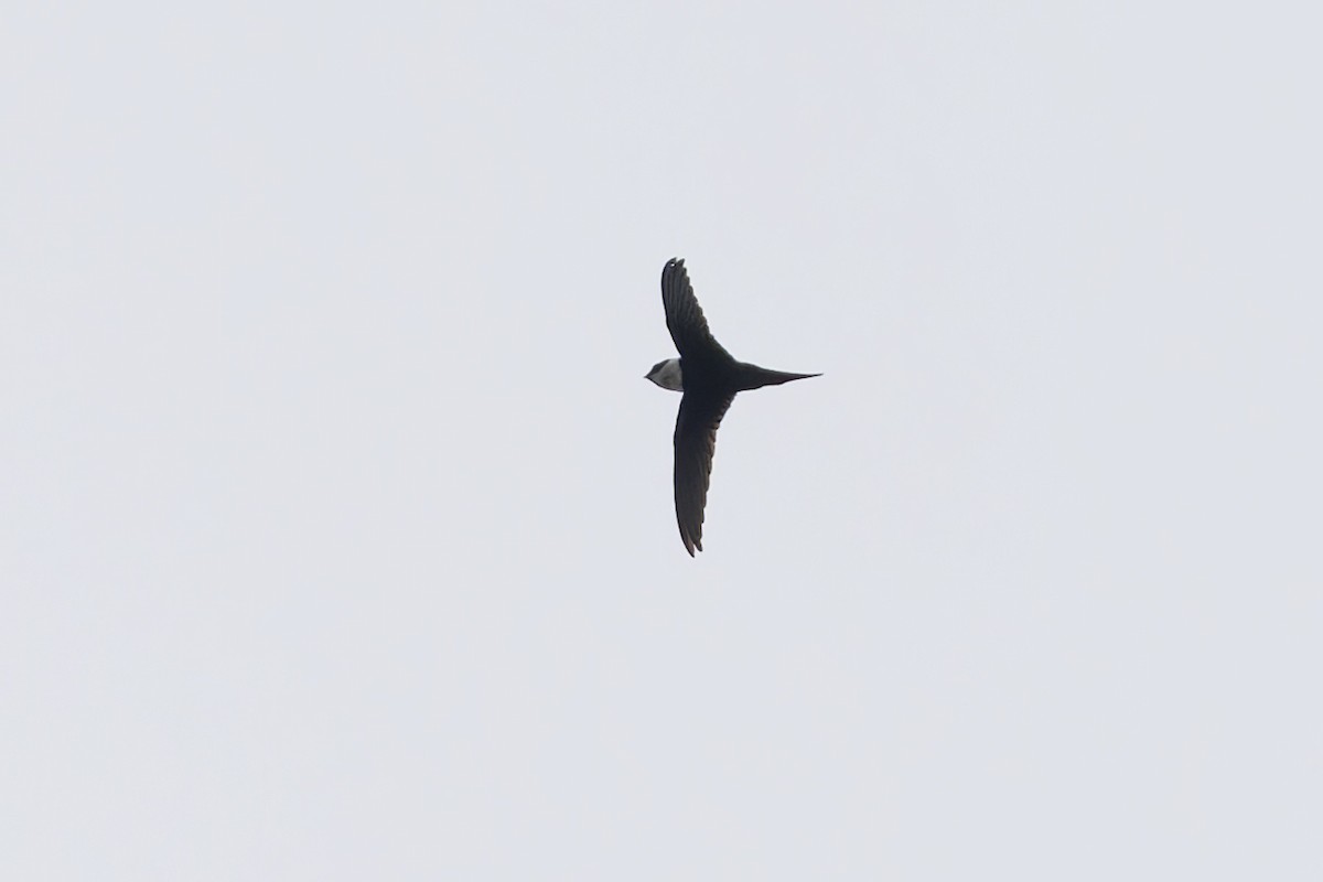 Lesser Swallow-tailed Swift - ML622153059