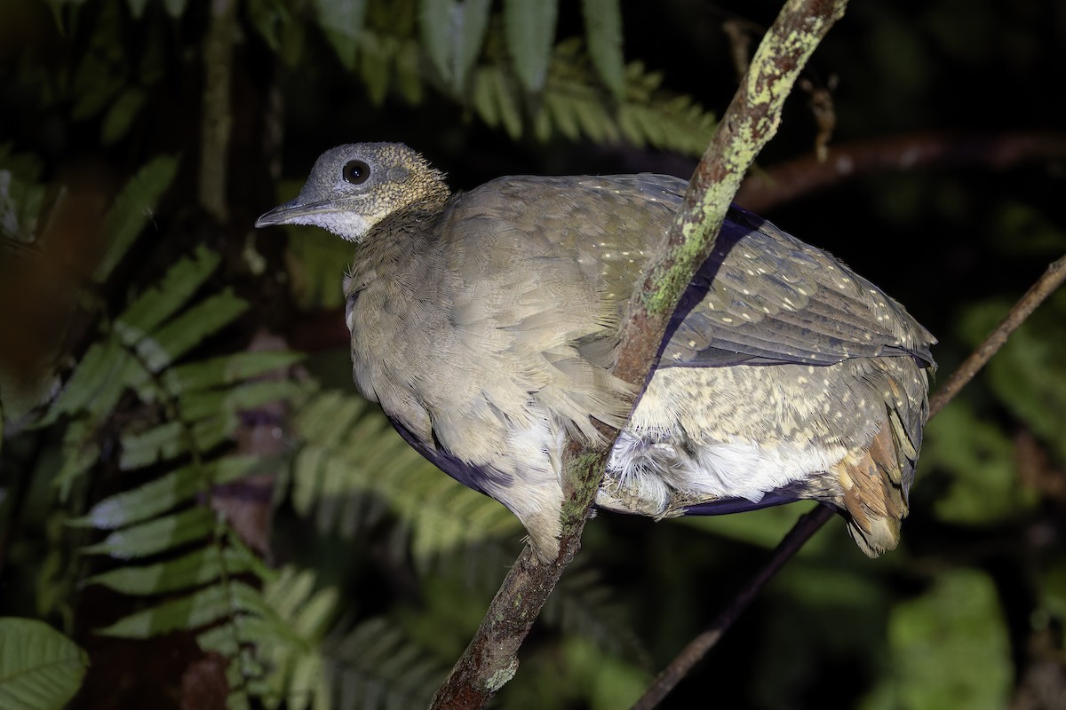 White-throated Tinamou - Michael Todd