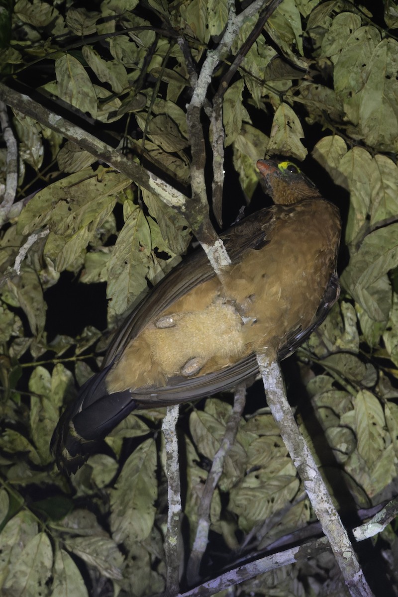 カンムリホウカンチョウ - ML622153073