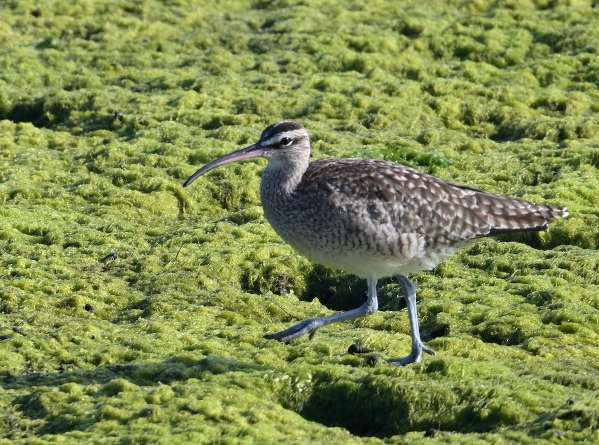 Regenbrachvogel - ML622153093