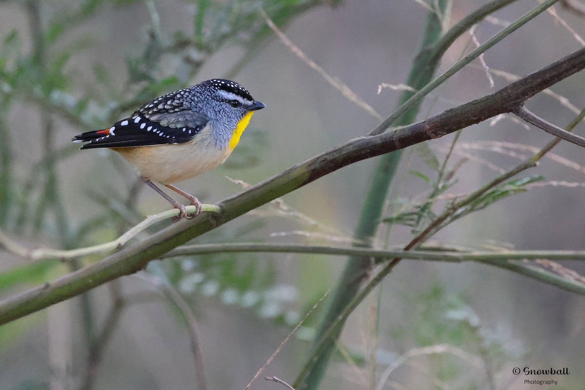 Fleckenpanthervogel - ML622153102