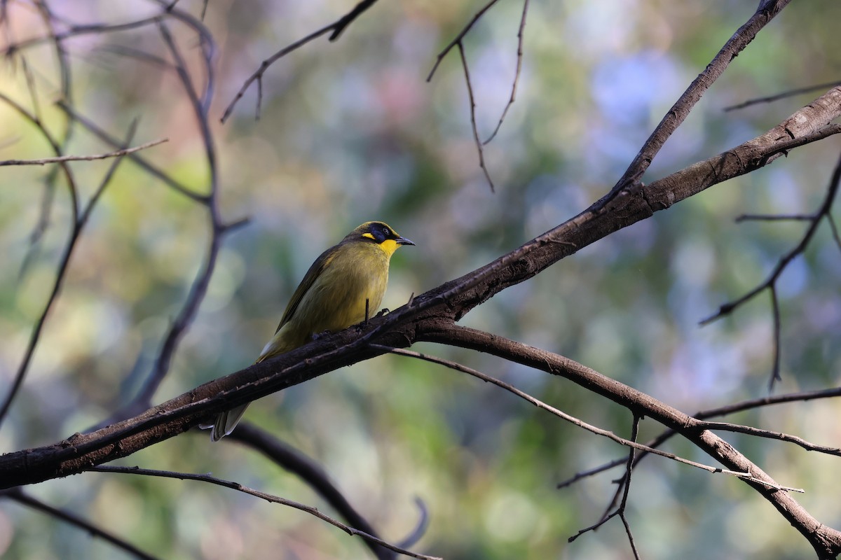 Yellow-tufted Honeyeater - Martin Snowball