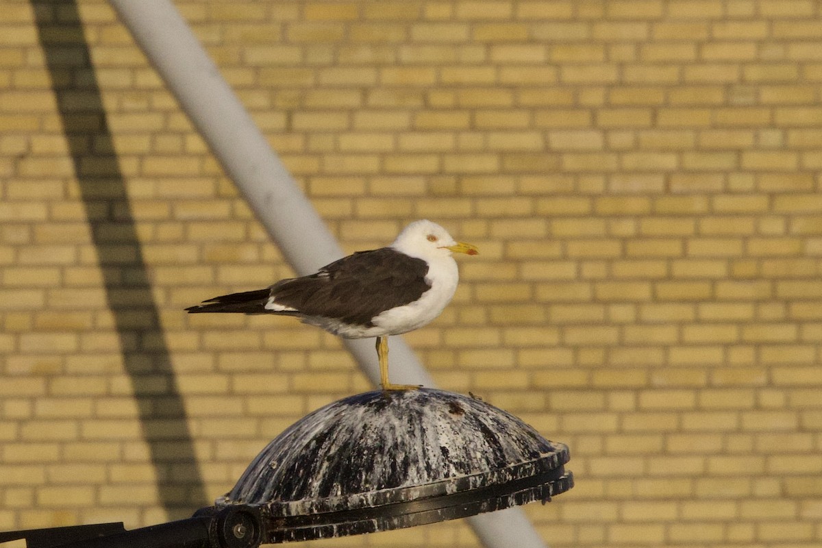 Lesser Black-backed Gull - John Bruin