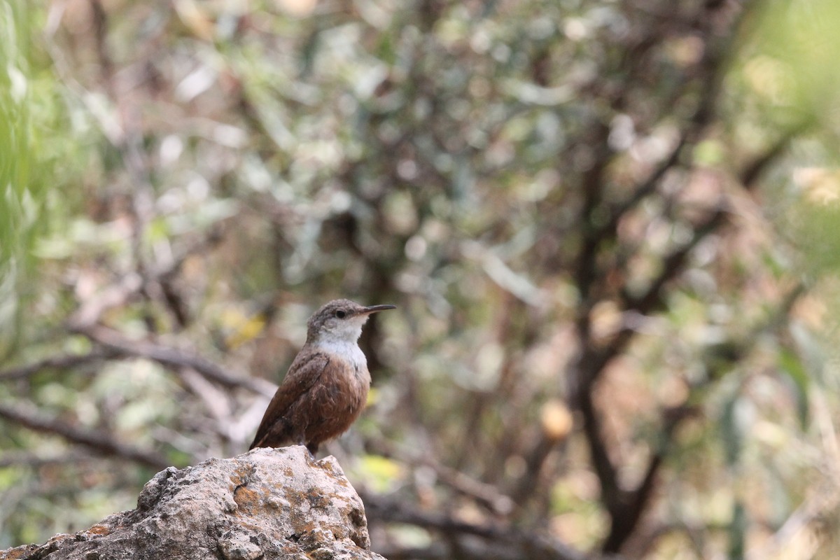 Canyon Wren - Brad Shine