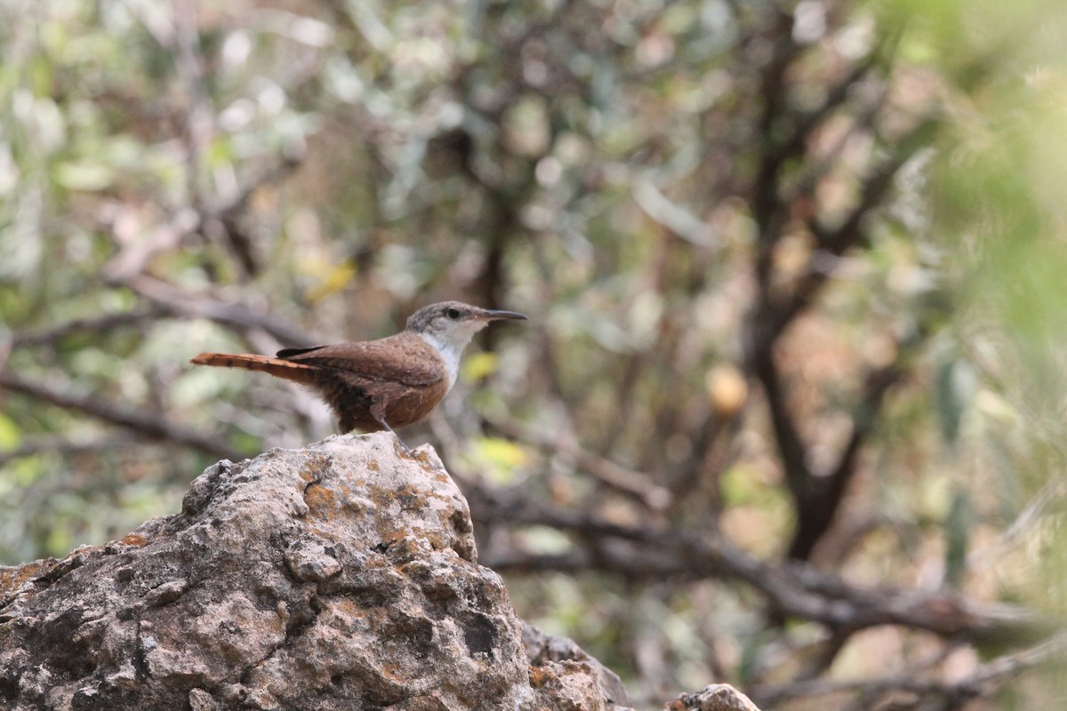 Canyon Wren - Brad Shine