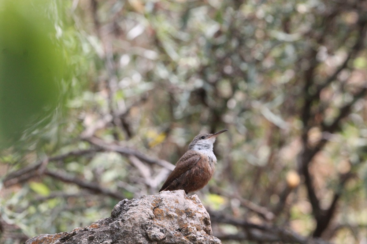 Canyon Wren - ML622153121