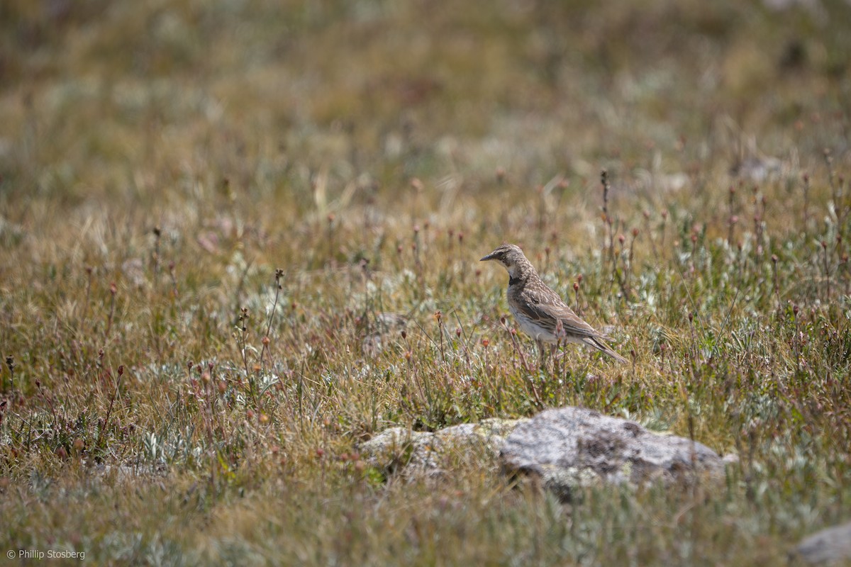 Horned Lark - Phillip Stosberg