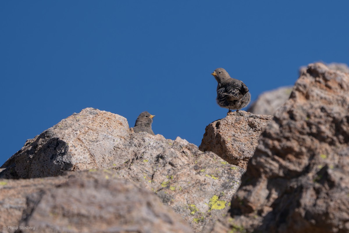 Brown-capped Rosy-Finch - ML622153128