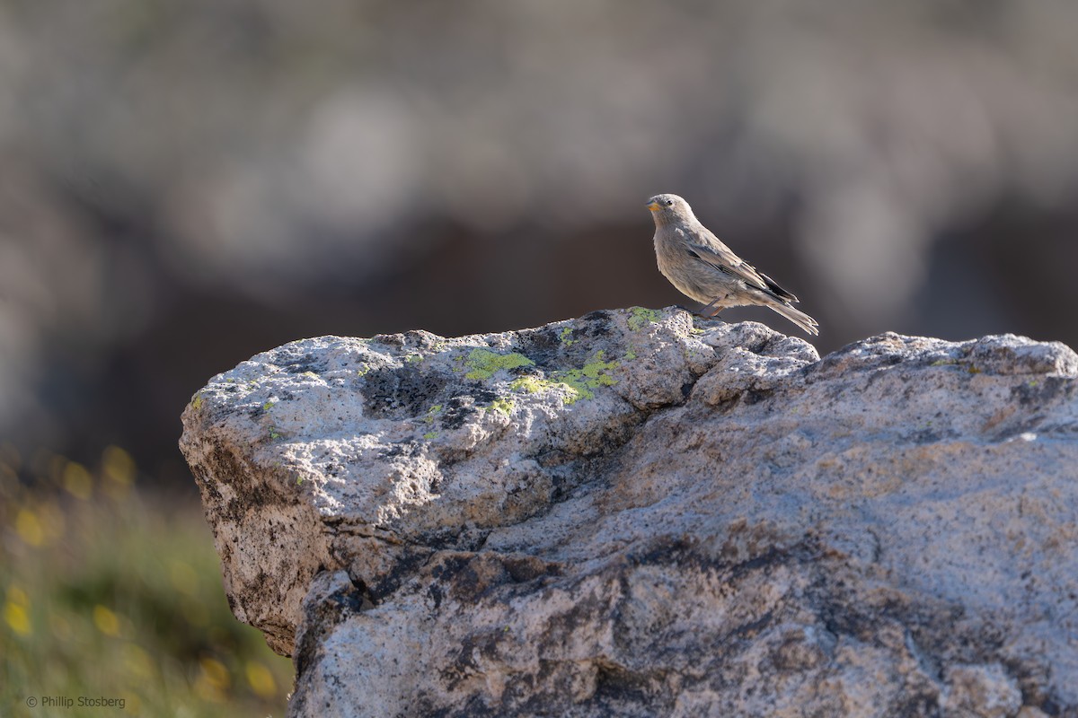 Brown-capped Rosy-Finch - ML622153129