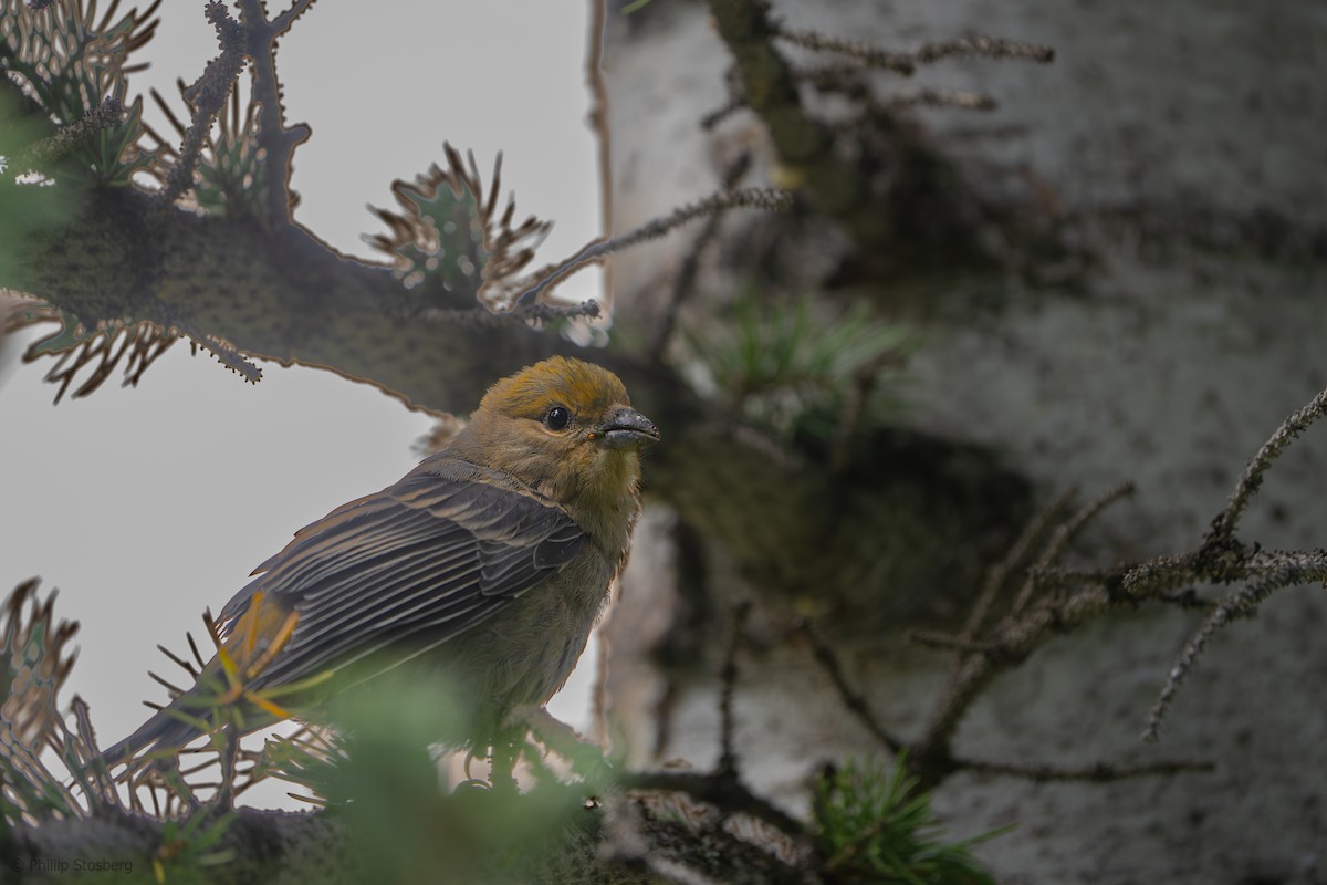 Pine Grosbeak - Phillip Stosberg