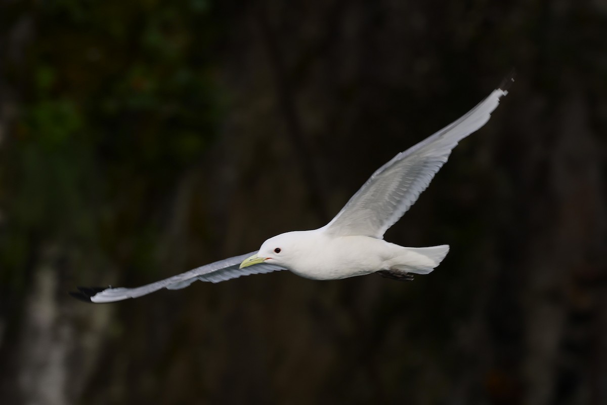 Black-legged Kittiwake - JOEL STEPHENS