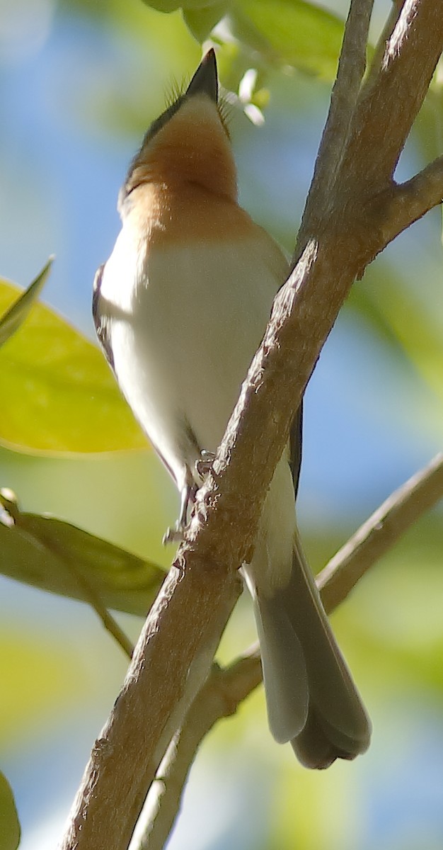 Leaden Flycatcher - ML622153150