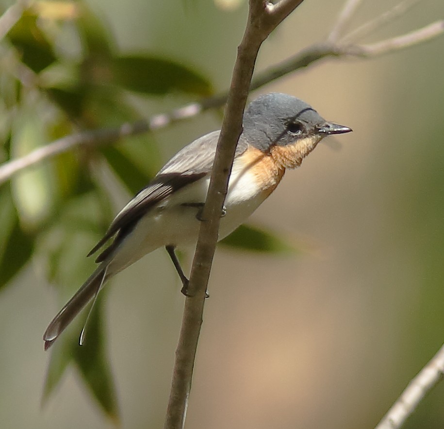 Leaden Flycatcher - ML622153151