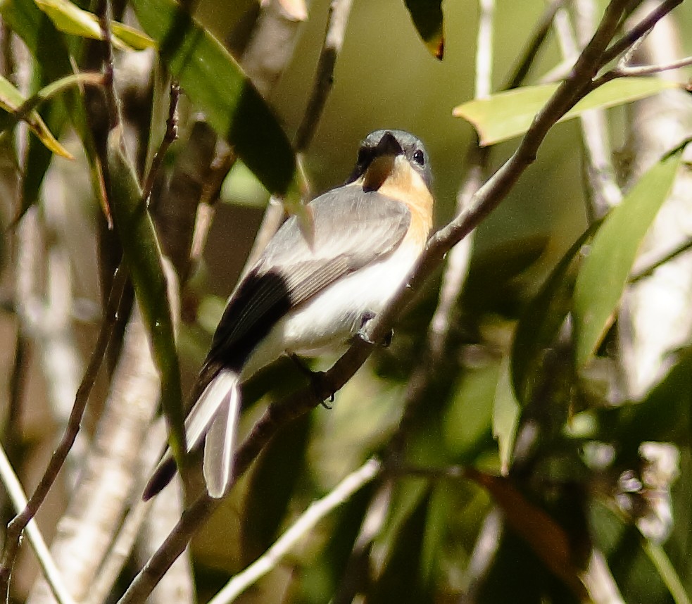 Leaden Flycatcher - ML622153152