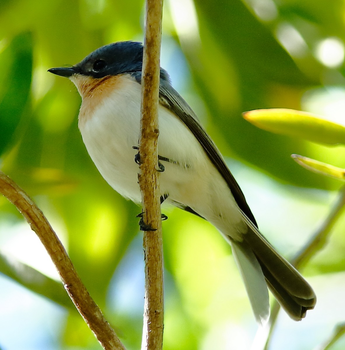 Leaden Flycatcher - Rex Matthews