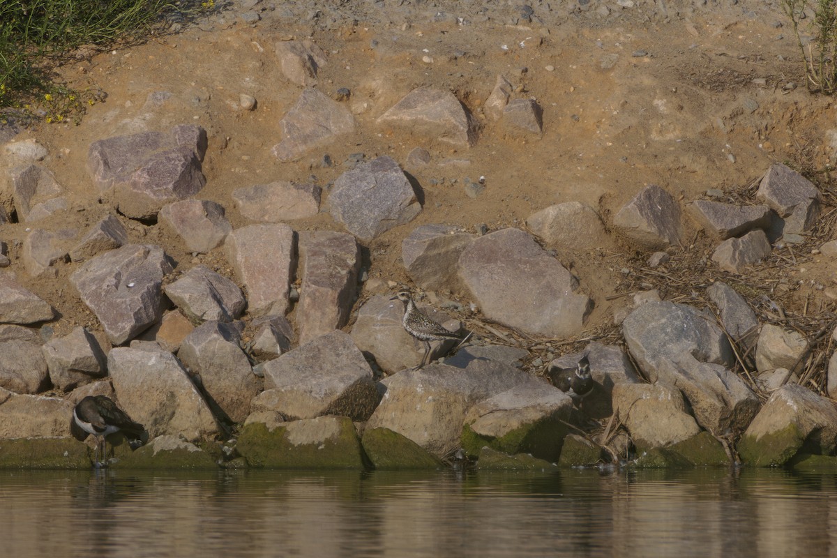 Pacific Golden-Plover - ML622153159