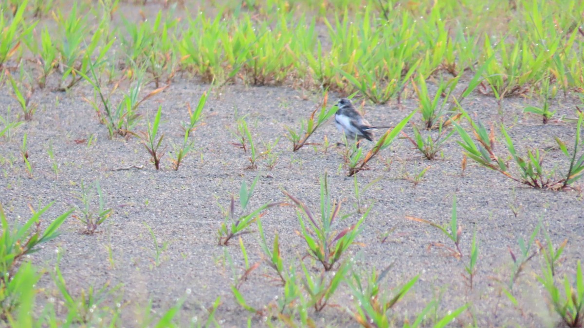 White Wagtail - YUKIKO ISHIKAWA