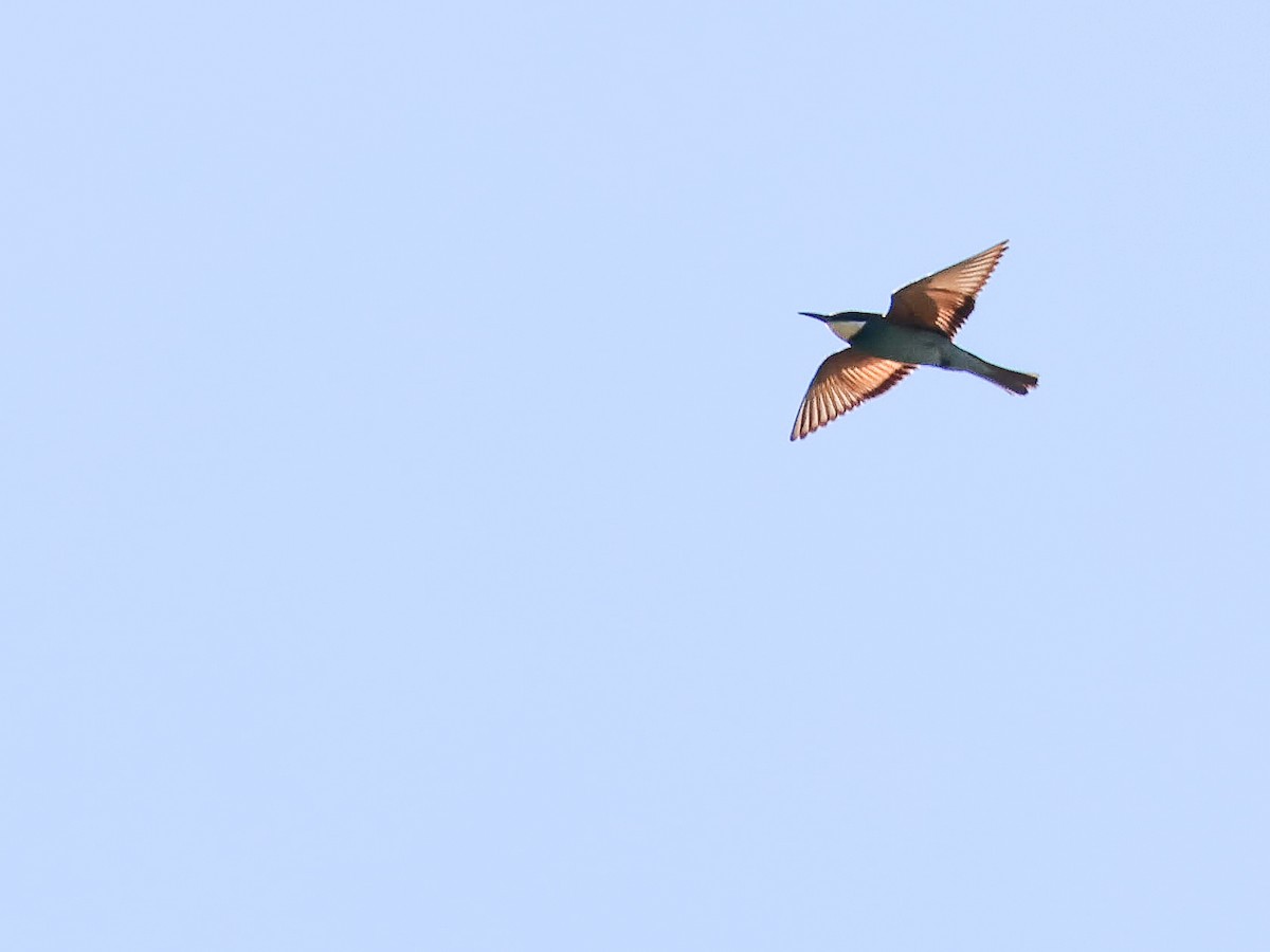 European Bee-eater - Muammer Ülker