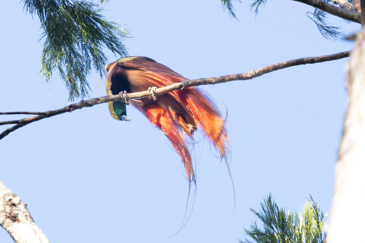 アカカザリフウチョウ - ML622153202